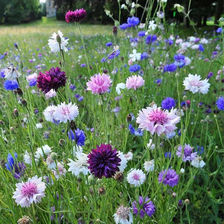 BloemenPracht — Een tuin vol kleurrijke bloemen