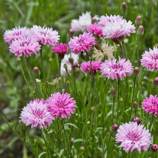 BloemenPracht — Een tuin vol kleurrijke bloemen