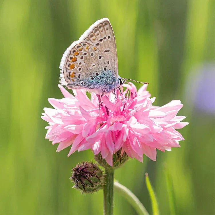 BloemenPracht — Een tuin vol kleurrijke bloemen
