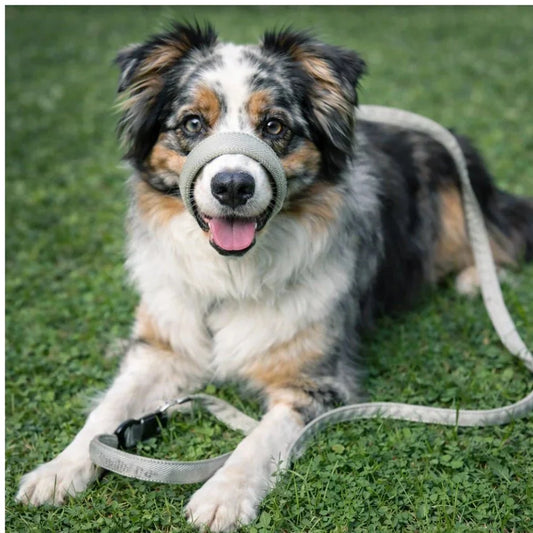 WalkEasy — Wandelen zonder getrek