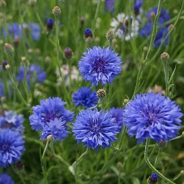 BloemenPracht — Een tuin vol kleurrijke bloemen