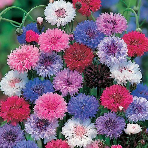 BloemenPracht — Een tuin vol kleurrijke bloemen
