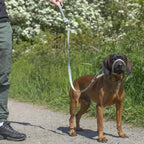 WalkEasy — Wandelen zonder getrek